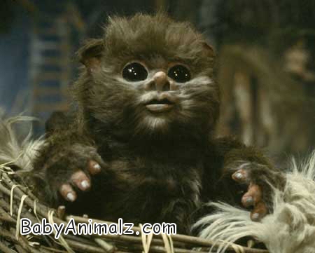 http://www.babyanimalz.com/images/bebe_ewok.jpg