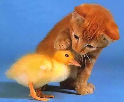 kitten and cute baby duck