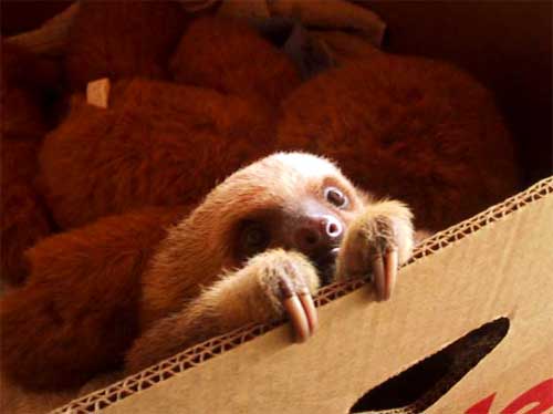 sloth.jpg