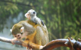Baby Squirrel Monkey