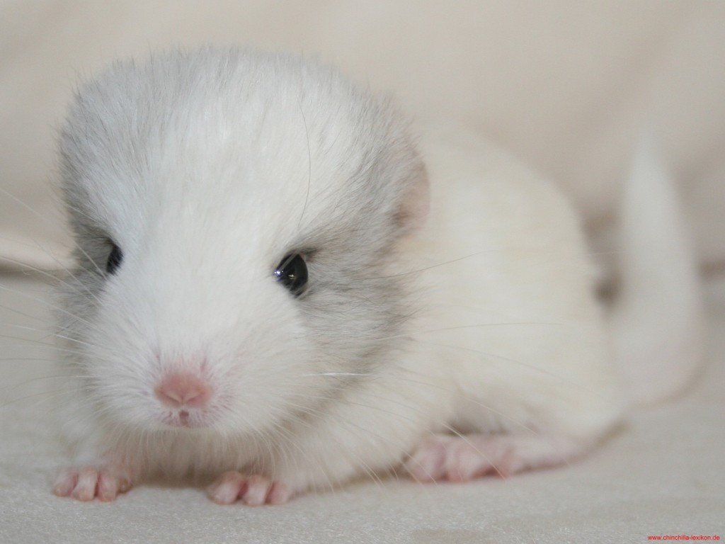 Chinchilla-BabyPicture-01