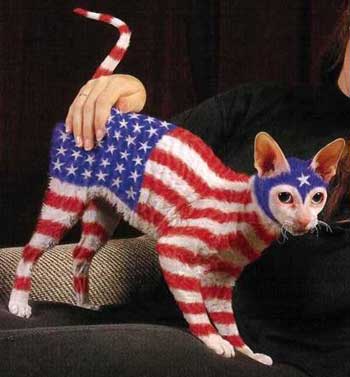 Poor painted kitten