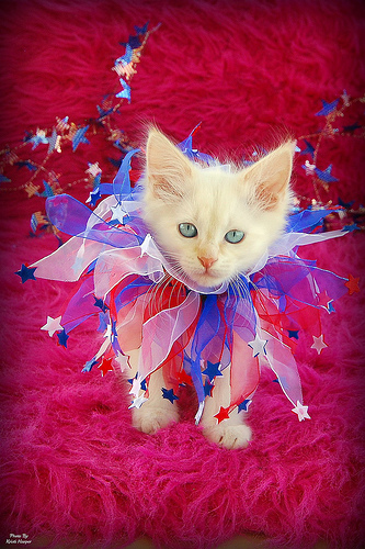 redwhiteandbluekitten