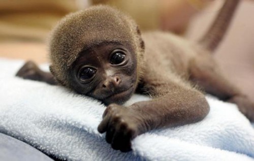 Baby-monkey-resting-4