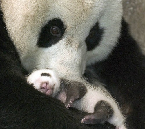 Panda-and-baby-cradle