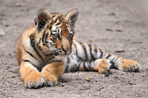 baby-tiger-cub