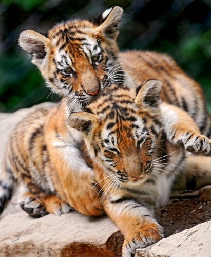 baby-tigers