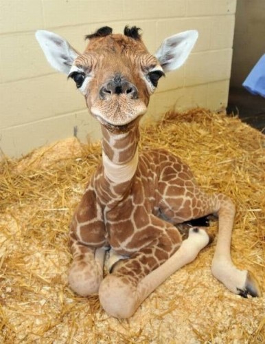 babygiraffelove