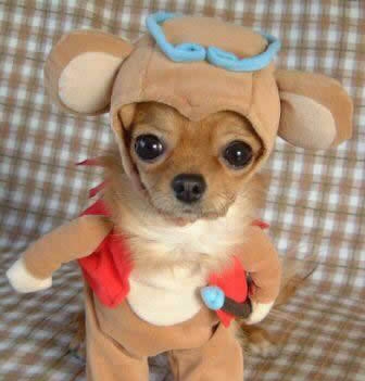 Cute Puppy Costume