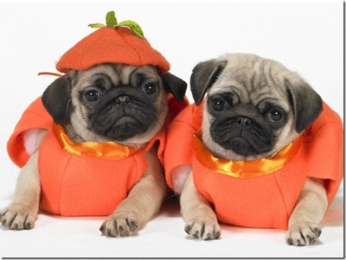 Pumpkin Pugs