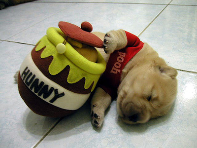 I had too much Honey Pooh Bear 