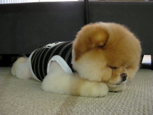 Boo-the-Dog-is-Definitely-the-Cutest-Dog-in-the-World-03