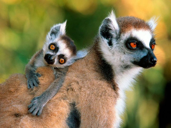 Photo of a Baby Lemur with his Mother