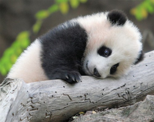 baby-panda2