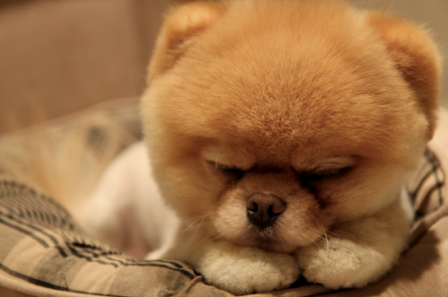 Cutest Puppy in the World