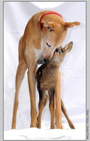 dogdeerfullstory