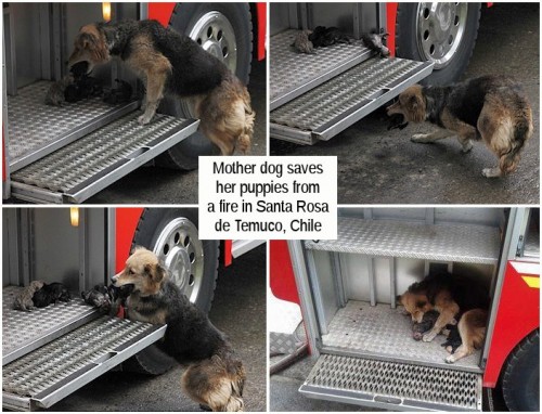mother-dog-saves-her-puppies-from-a-fire