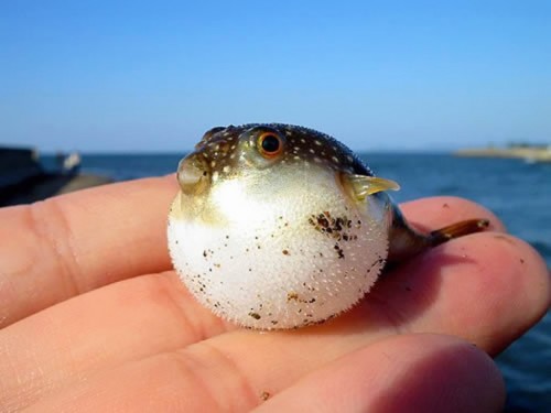 Baby Pufferfish (baby blowfish)