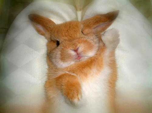 https://www.babyanimalz.com/images/cuddly_wuddly_08.jpg