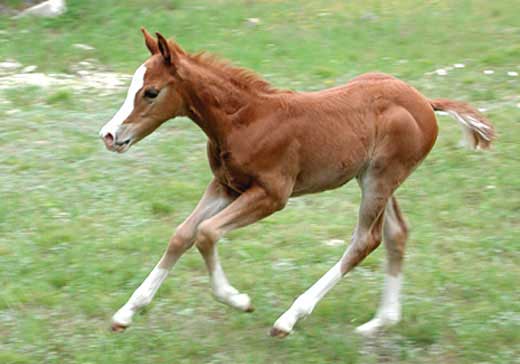 https://www.babyanimalz.com/images/equine5b.jpg