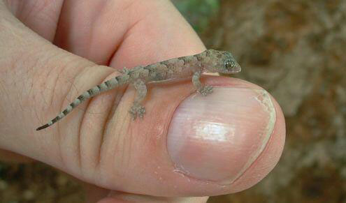 https://www.babyanimalz.com/images/g_africa--gecko-on-thumb.jpg