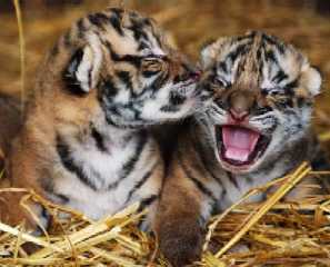 https://www.babyanimalz.com/images/snewborntigers.jpg