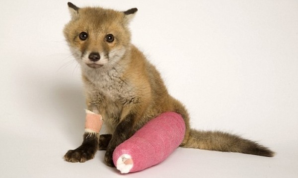 Baby Fox in a Cast