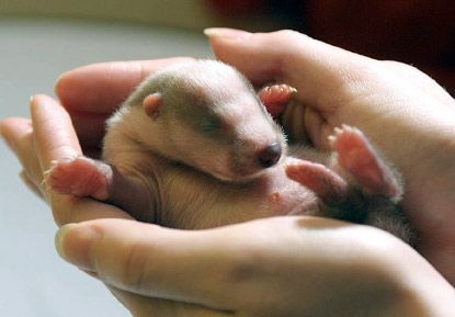 Baby Badger Photo