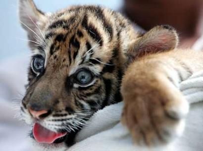 Baby Tiger Photo