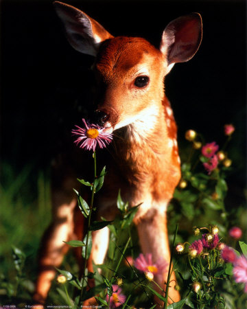 Baby Deer
