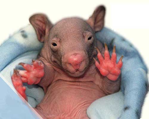 Baby Wombat Photo