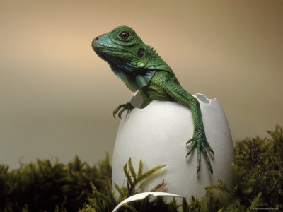Baby Lizard Hatching