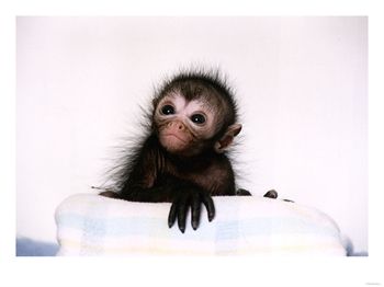 Baby Black Spider Monkey Photo