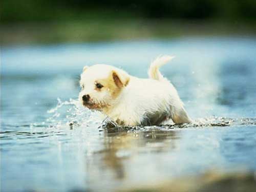 Puppy in a puddle.