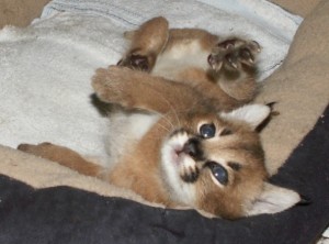 caracal-kitten