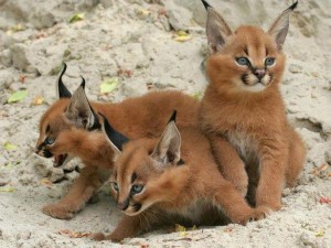 desert lynx