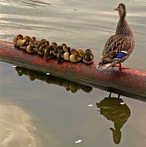Baby Chicks and Mother Duck on a Log.