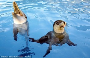 Baby-Dolphin-and-seal-friends