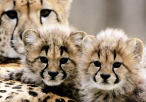 2 Baby Cheetah Cubs Awwww