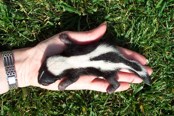 Cute baby skunk picture