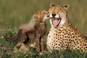 Cheetah mother with her 8 week old cub