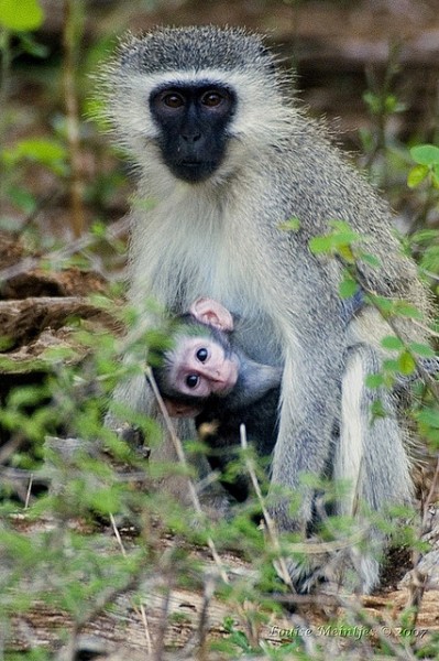 Baby Vervet Monkey