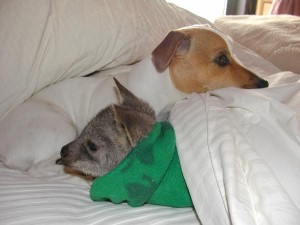 Kangaroo laying with his doggy pal.
