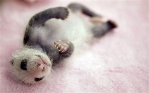 Super Cute Baby Panda