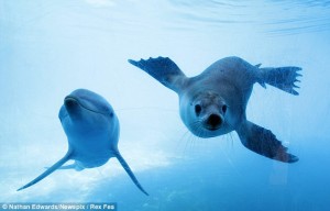 baby-seal-and-dolphin