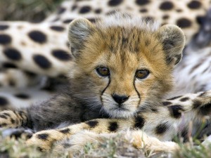 Baby Cheetah Cub