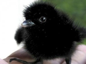Baby Crow.  One pesky Bird, but cute as a baby.