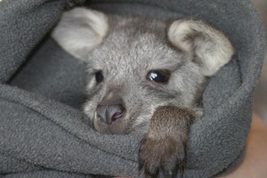 Baby Roo in a Fleece Blanket