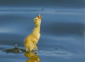 Baby Chick Trying to catch a bug for dinner.