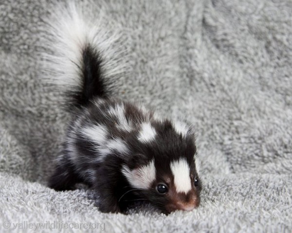Cute Baby Skunk